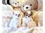 Pomeranian PUPPY FOR SALE ADN-844101 - Pomeranian Puppies 1 litter