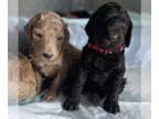 Goldendoodle PUPPY FOR SALE ADN-844100 - Standard Goldendoodles