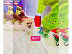Pomeranian PUPPY FOR SALE ADN-844096 - Puppy