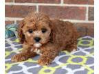 Cavapoo PUPPY FOR SALE ADN-844095 - Sweet friendly Cavapoo puppy