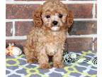Cavapoo PUPPY FOR SALE ADN-844094 - Sweet friendly Cavapoo puppy
