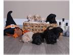 Maltipoo PUPPY FOR SALE ADN-844085 - Maltipoo puppies