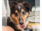 Collie PUPPY FOR SALE ADN-844084 - Rihannah