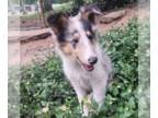 Collie PUPPY FOR SALE ADN-844083 - Rough Collie