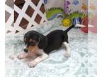 Beagle PUPPY FOR SALE ADN-844066 - Yvette Tri Color Beagle Girl