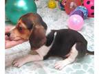 Beagle PUPPY FOR SALE ADN-844065 - Yoda Tri Color Beagle Boy
