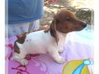 Dachshund PUPPY FOR SALE ADN-844064 - Mitch Red Pie Mini Dachshund Boy