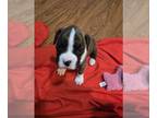 Boxer PUPPY FOR SALE ADN-844054 - Boxer Babes