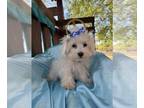 Maltese PUPPY FOR SALE ADN-844052 - TOP DOG IS A MALTESE