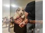 Miniature American Shepherd PUPPY FOR SALE ADN-844048 - Sables Puppies