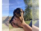 Poogle PUPPY FOR SALE ADN-844041 - Willow