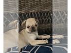 Pug PUPPY FOR SALE ADN-844039 - Blossom Fawn Girl Pug