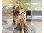 Golden Retriever PUPPY FOR SALE ADN-844038 - Michael
