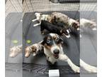 Australian Shepherd DOG FOR ADOPTION ADN-844107 - Adorable puppy