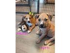 Tutti, Labrador Retriever For Adoption In Newport, Kentucky