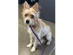 Jackson, Terrier (unknown Type, Medium) For Adoption In Newport, Kentucky