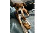 Roz, Terrier (unknown Type, Medium) For Adoption In Newport, Kentucky