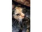 Baby, Domestic Shorthair For Adoption In Roanoke, Virginia