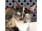 Linda, Domestic Shorthair For Adoption In Fort Davis, Texas