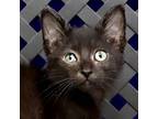 Brussels, Domestic Shorthair For Adoption In Fort Davis, Texas