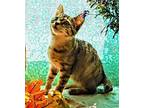 Kitten Olive Twist, Manx For Adoption In Martinez, Tennessee