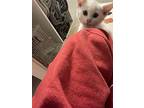 Stanley, Domestic Shorthair For Adoption In Salisbury, North Carolina
