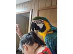 Chester, Macaw For Adoption In Inverness, Florida
