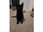 Banyon 4561, Domestic Shorthair For Adoption In Bonsall, California