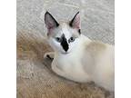 Jujube, Domestic Shorthair For Adoption In Santa Fe, New Mexico