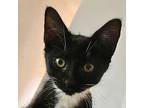 Spicey, Domestic Shorthair For Adoption In Santa Fe, New Mexico