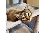 Lollipop, Domestic Shorthair For Adoption In Santa Fe, New Mexico