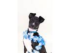 Huaka, Terrier (unknown Type, Medium) For Adoption In Berkeley, California