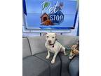 Hank, Terrier (unknown Type, Medium) For Adoption In Abbeville, Louisiana