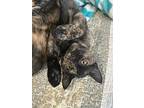 Stitches, Domestic Shorthair For Adoption In Phillipsburg, New Jersey