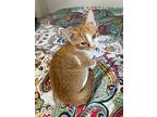 Twix, Domestic Shorthair For Adoption In Phillipsburg, New Jersey