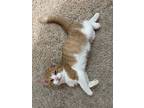 Cookie, Domestic Shorthair For Adoption In Phillipsburg, New Jersey