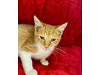 Hosak, Domestic Shorthair For Adoption In Wintersville, Ohio