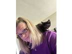 Gordita, Domestic Shorthair For Adoption In Mishawaka, Indiana