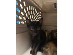 Dill, Domestic Mediumhair For Adoption In Wintersville, Ohio