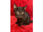 Zesty, Domestic Mediumhair For Adoption In Wintersville, Ohio