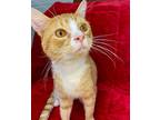 Casserole, Domestic Shorthair For Adoption In Wintersville, Ohio
