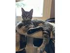 Chalupa, Domestic Shorthair For Adoption In Mishawaka, Indiana