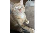 Cheesy, Domestic Shorthair For Adoption In Mishawaka, Indiana