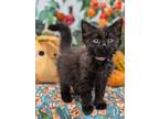 Sweet Potato, Domestic Mediumhair For Adoption In Fremont, California