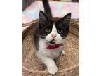 Cranberry, Domestic Mediumhair For Adoption In Fremont, California