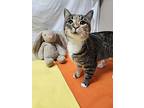 Sunshine, Domestic Shorthair For Adoption In Troy, Missouri