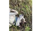Zanna, Fox Terrier (toy) For Adoption In Syracuse, New York