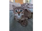 Harmony, Domestic Shorthair For Adoption In Woodbury, New Jersey