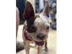 Benny Shaw Kentucky 4471, Boston Terrier For Adoption In Maryville, Tennessee