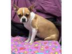 Danica Shardae Kentucky4461, Boston Terrier For Adoption In Maryville, Tennessee